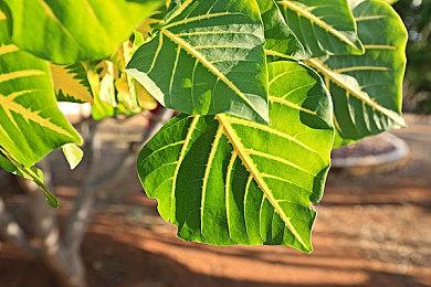 支持DLSS3虚幻5射击游戏《黑色国度》发布光追演示